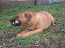 Photo of the dog