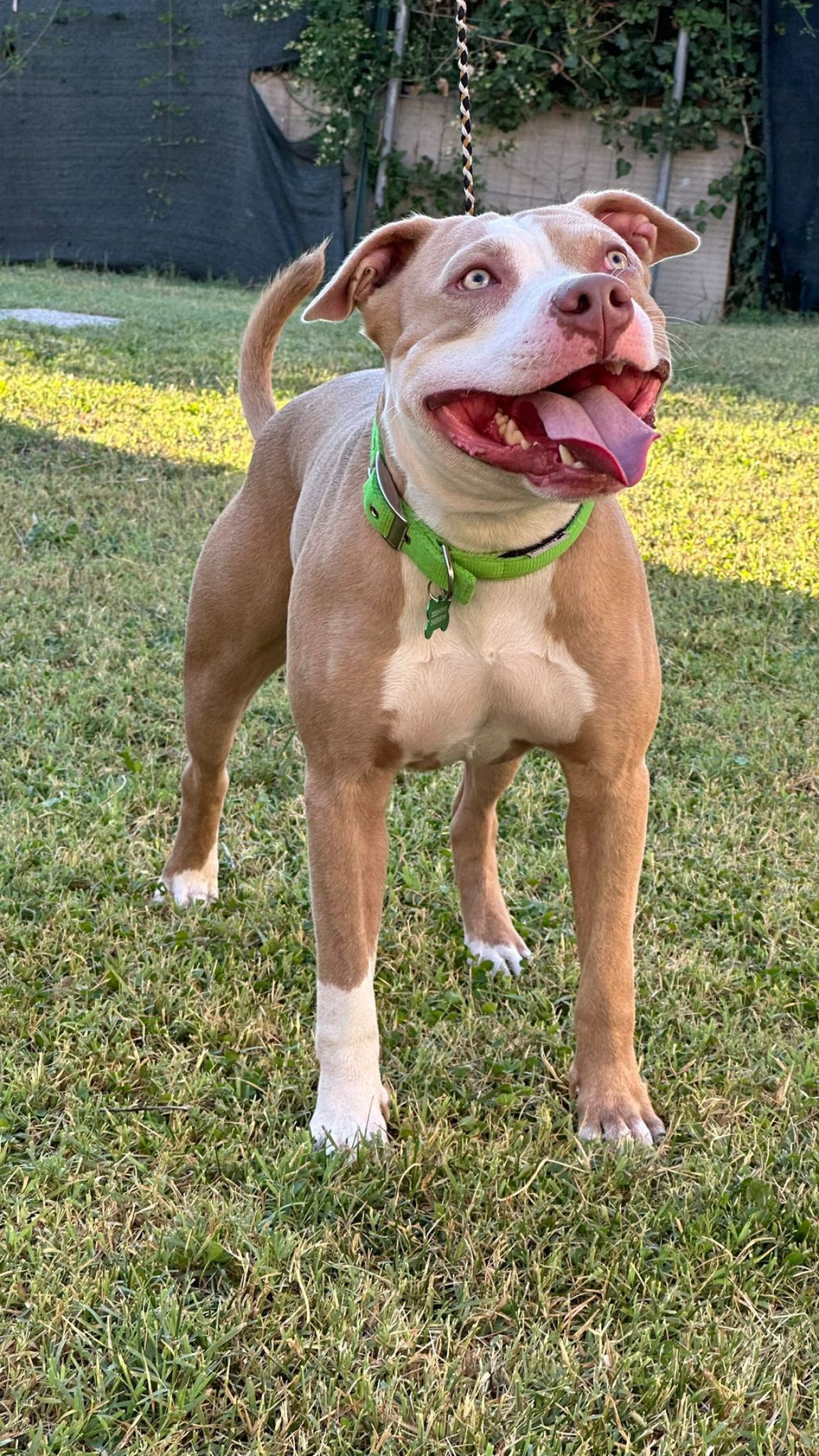 Photo of the dog