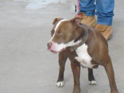 Photo of the dog