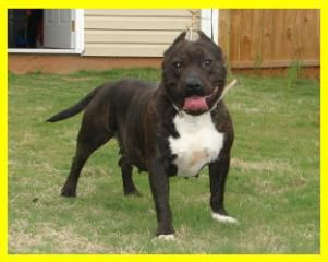 Photo of the dog
