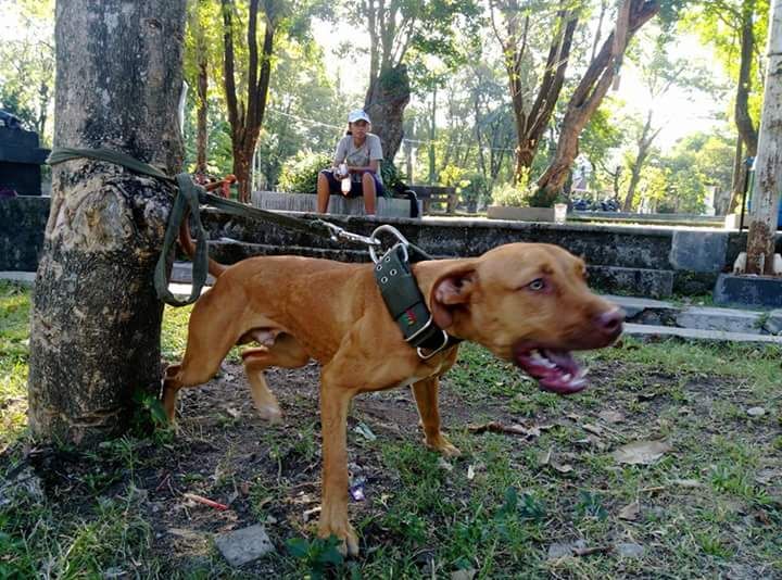 Photo of the dog