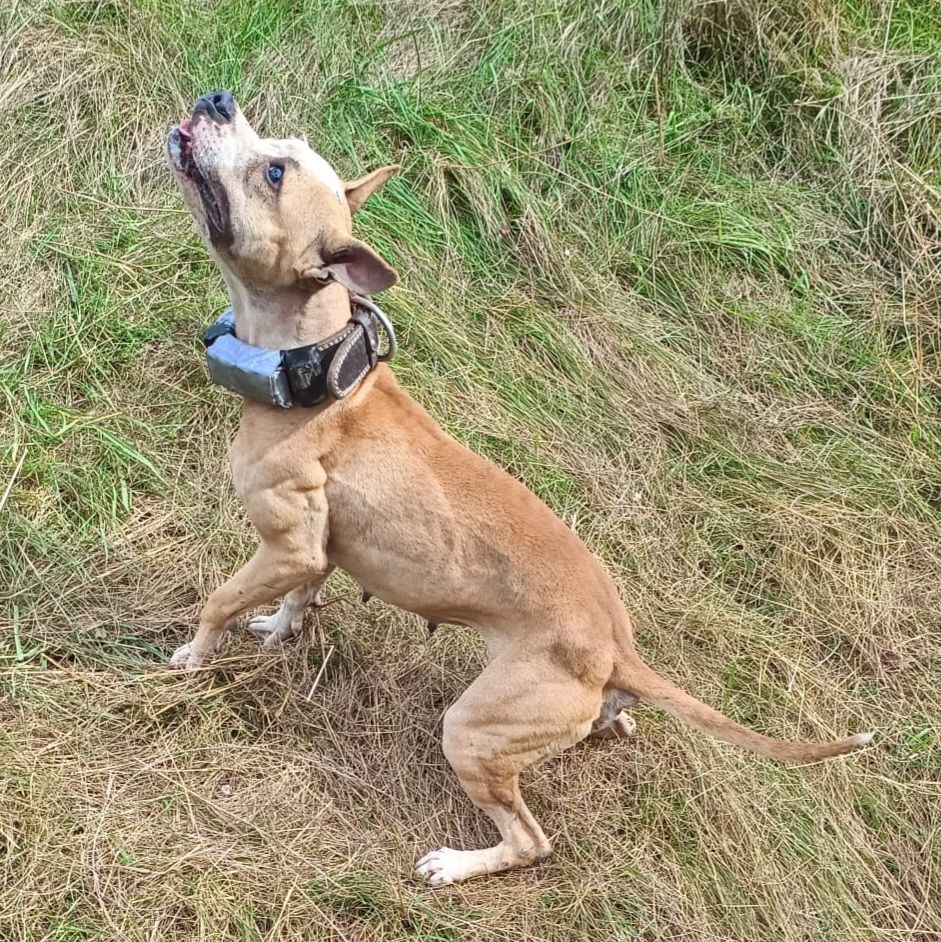 Photo of the dog