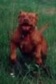 Photo of the dog