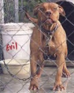 Photo of the dog