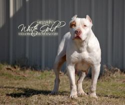 Photo of the dog
