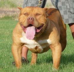 Photo of the dog