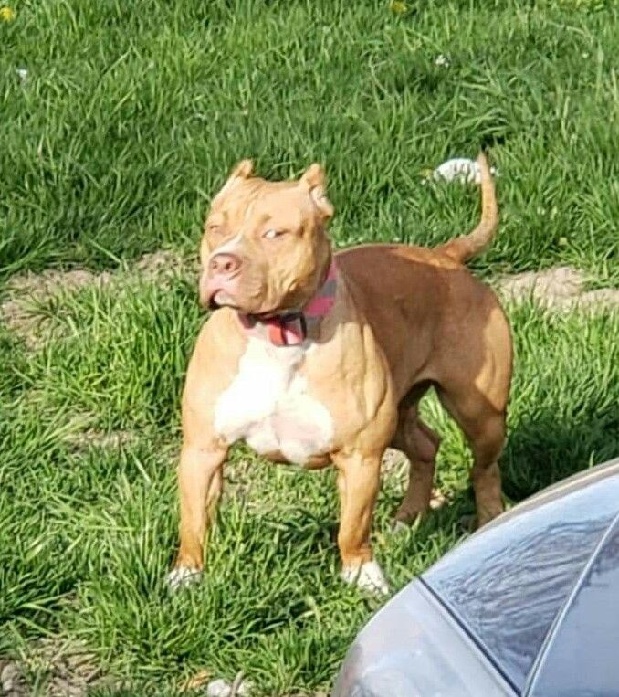 Photo of the dog