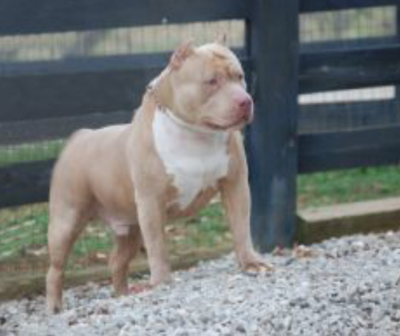 Photo of the dog