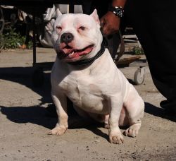 Photo of the dog