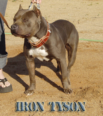 Photo of the dog