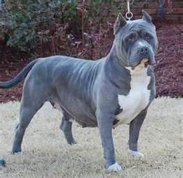 Photo of the dog