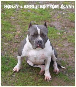 Photo of the dog
