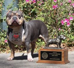 Photo of the dog