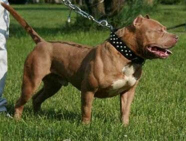 Photo of the dog
