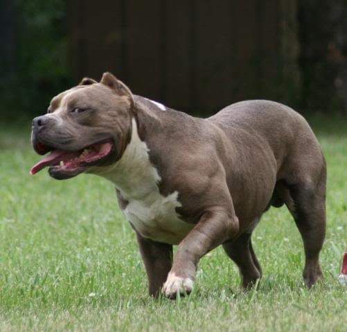 Photo of the dog