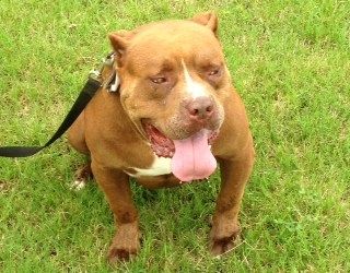 Photo of the dog