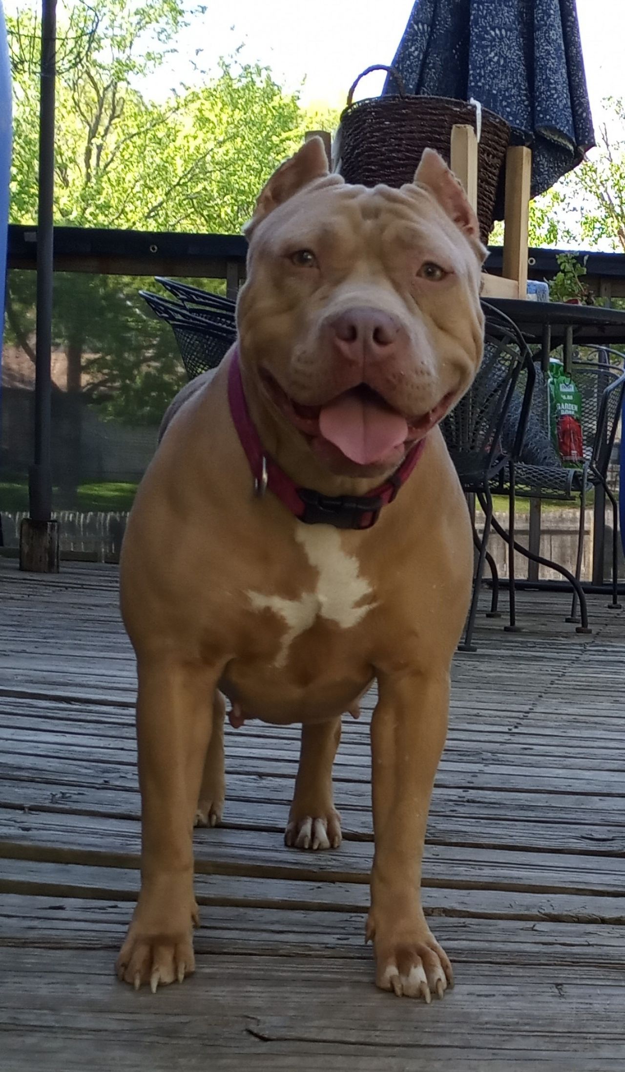 Photo of the dog