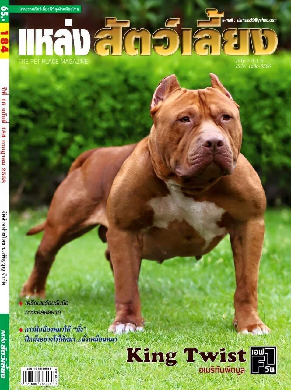 Photo of the dog
