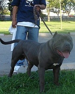 Photo of the dog