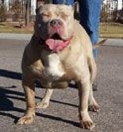 Photo of the dog