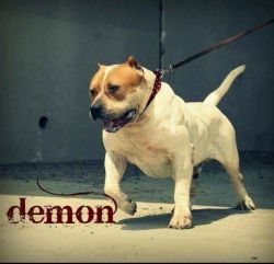 Photo of the dog