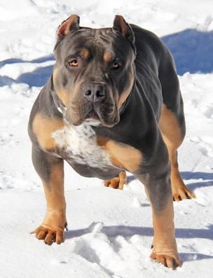 Photo of the dog