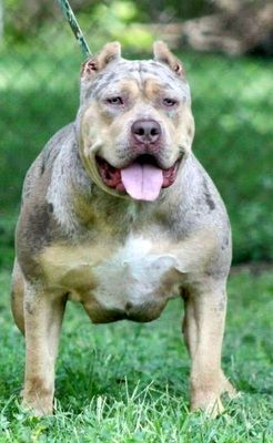 Photo of the dog