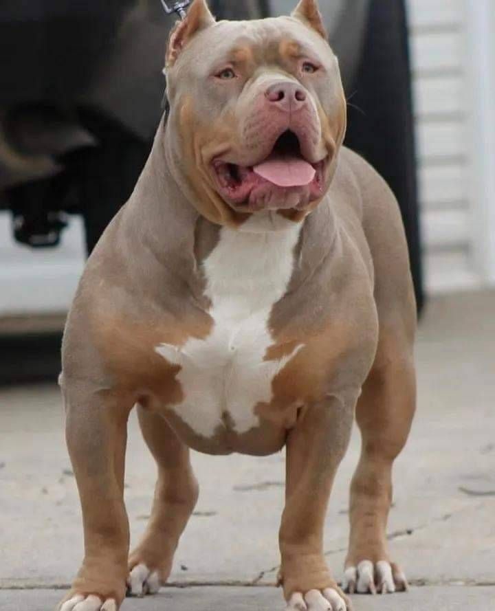 Photo of the dog