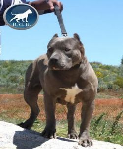 Photo of the dog
