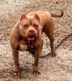 Photo of the dog