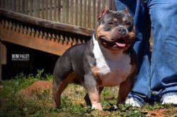 Photo of the dog