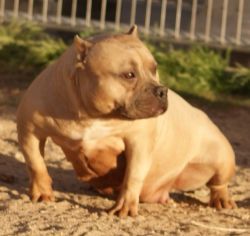 Photo of the dog