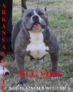 Photo of the dog