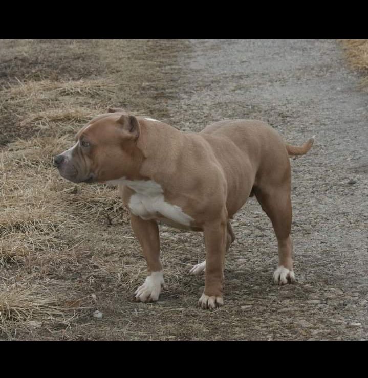 Photo of the dog