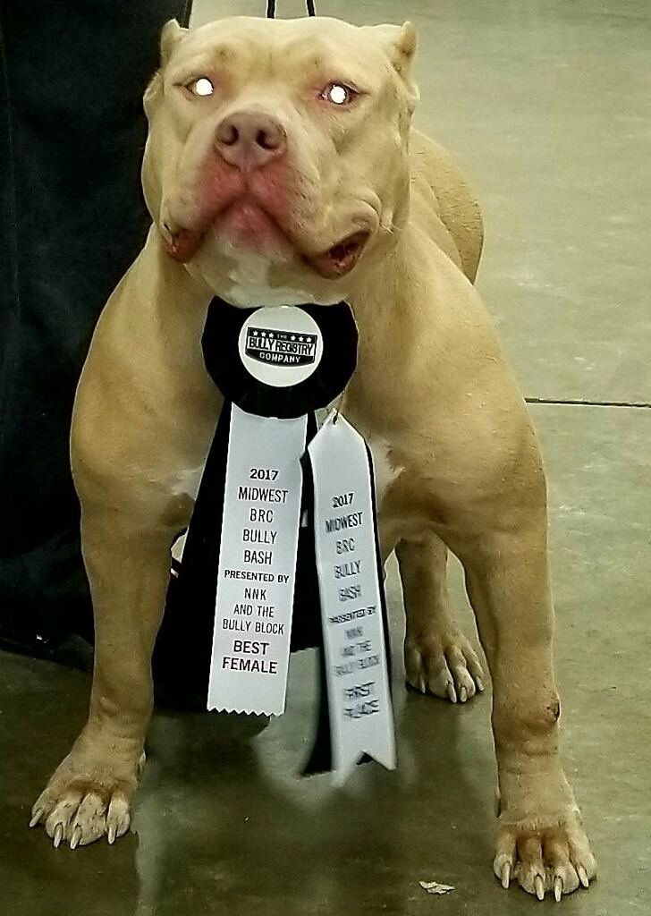 Photo of the dog