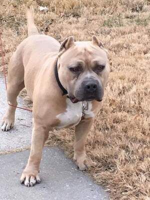 Photo of the dog