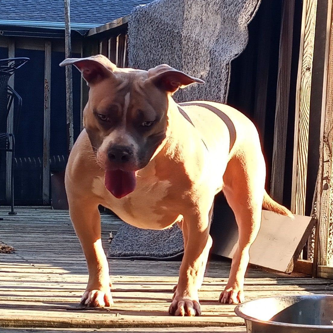 Photo of the dog