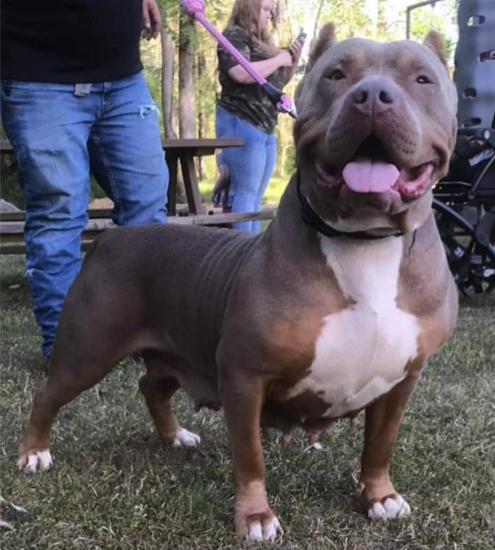 Photo of the dog