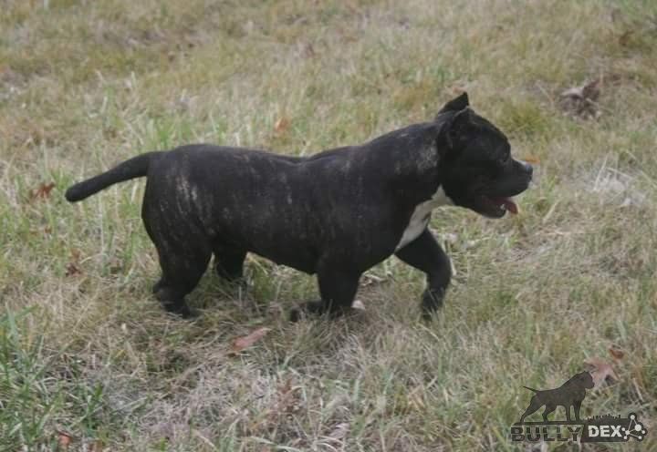 Photo of the dog