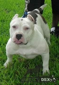 Photo of the dog