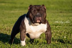 Photo of the dog
