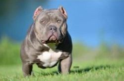 Photo of the dog