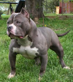 Photo of the dog