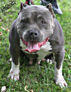 Photo of the dog