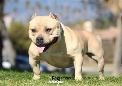 Photo of the dog