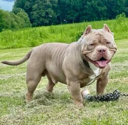 Photo of the dog