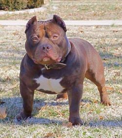 Photo of the dog