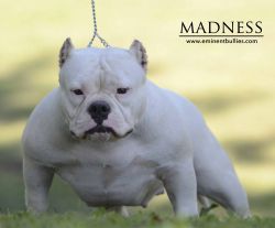 Photo of the dog