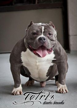 Photo of the dog