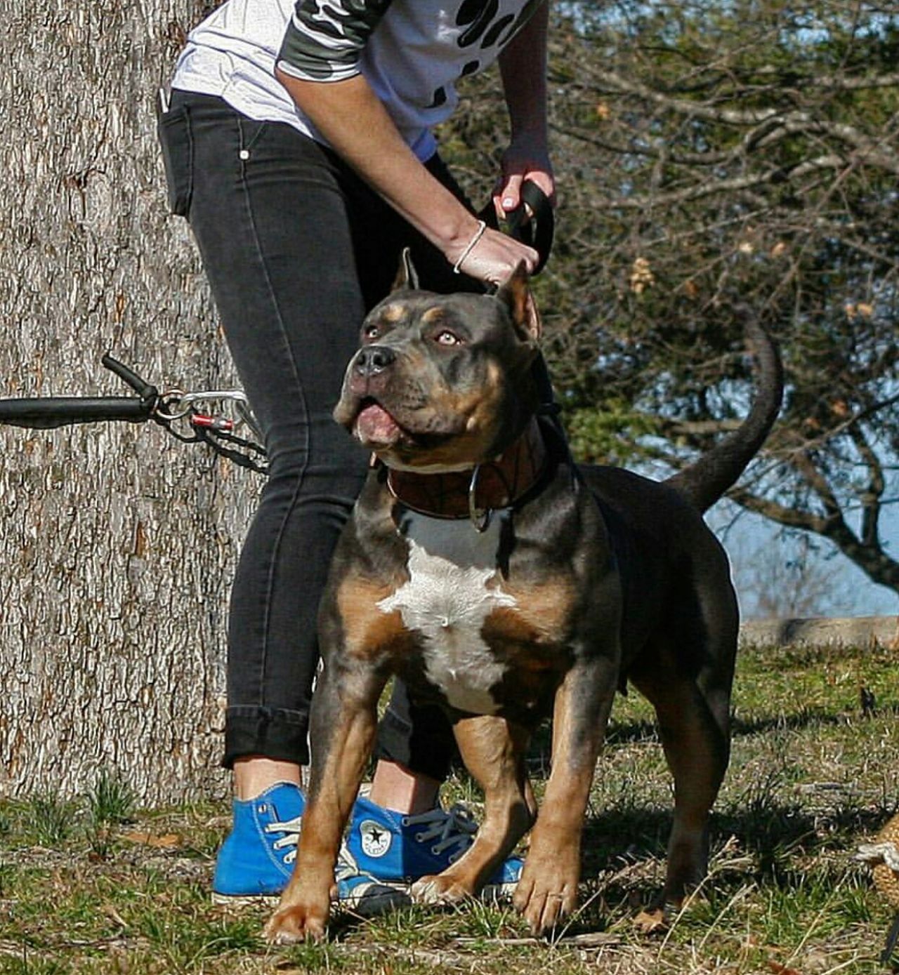 Photo of the dog